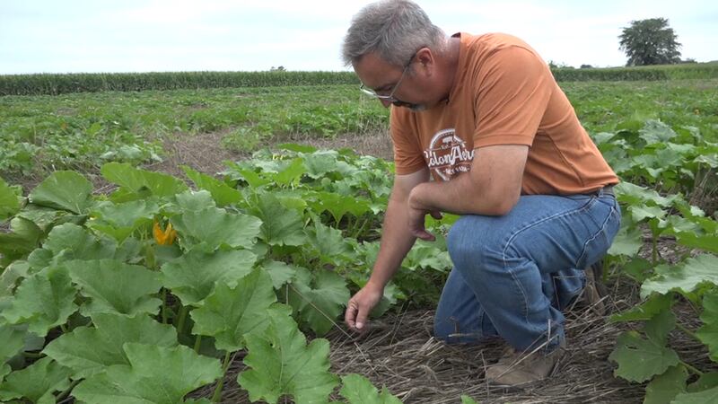 Johnson County pumpkin farmer uses cover crops in unique way to withstand extreme weather