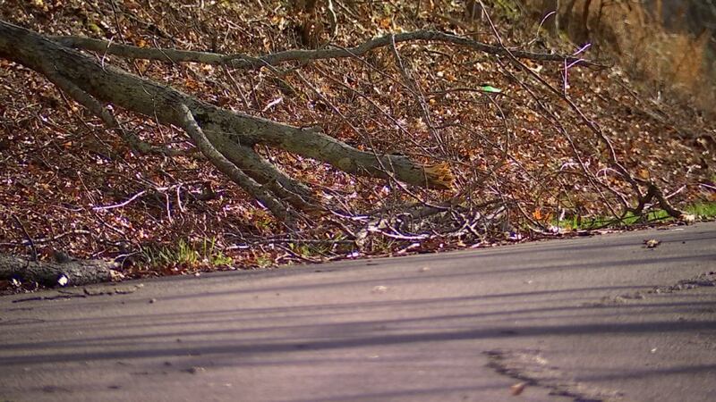 Storms left behind downed trees in Humphreys County.