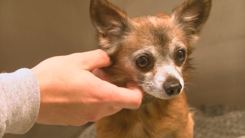 Chihuahua found taped in a box on TAPS property
