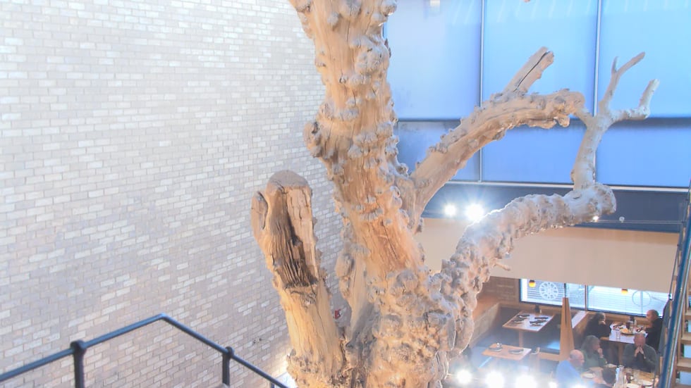 Signature mulberry tree at Medici in Uptown Normal